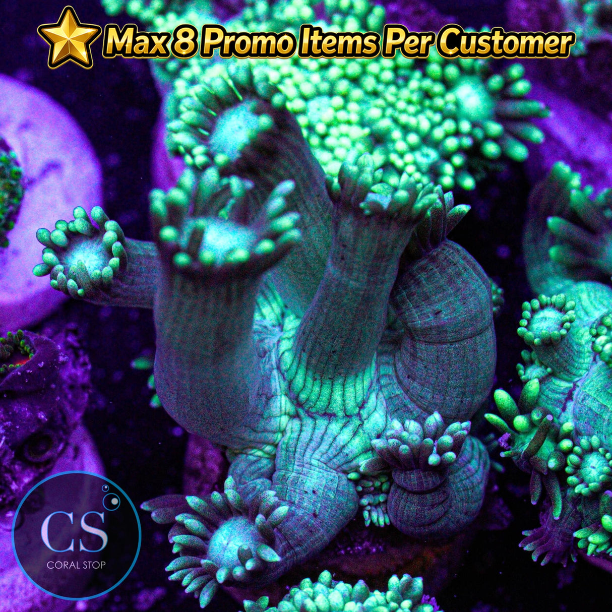 Green Highlight Goniopora