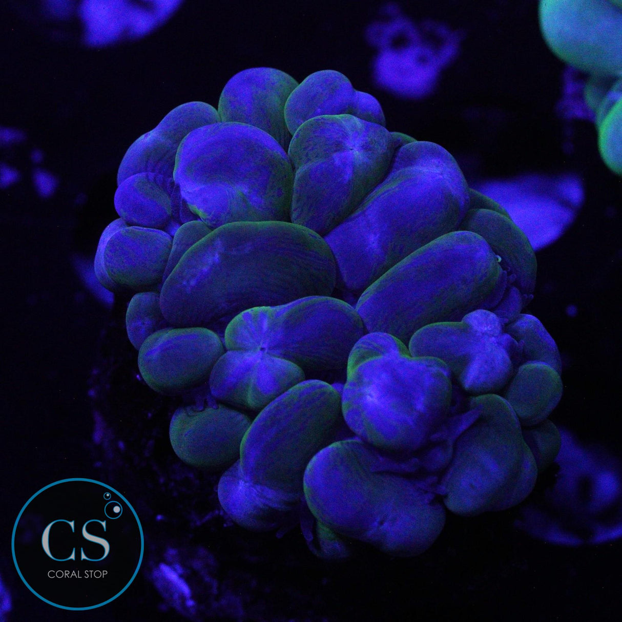 SPLATTER BUBBLE CORAL