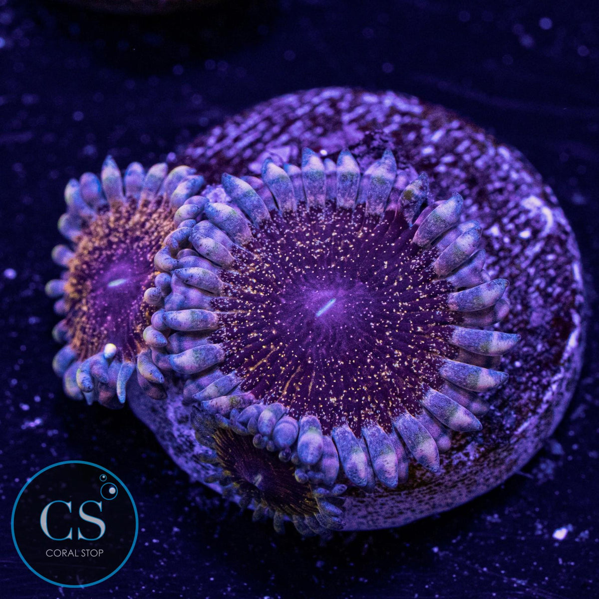 Solar Circus Zoa