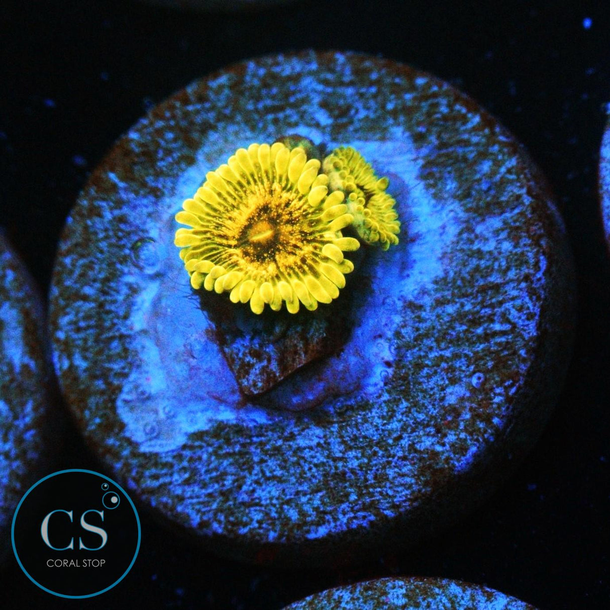 IA PURPLE VELOUR ZOA