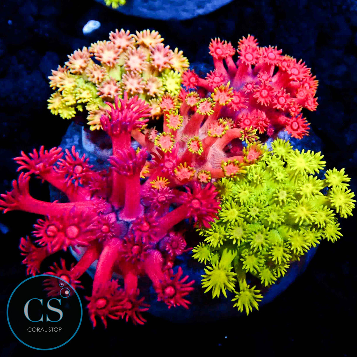 RAINBOW GONI BOUQUET