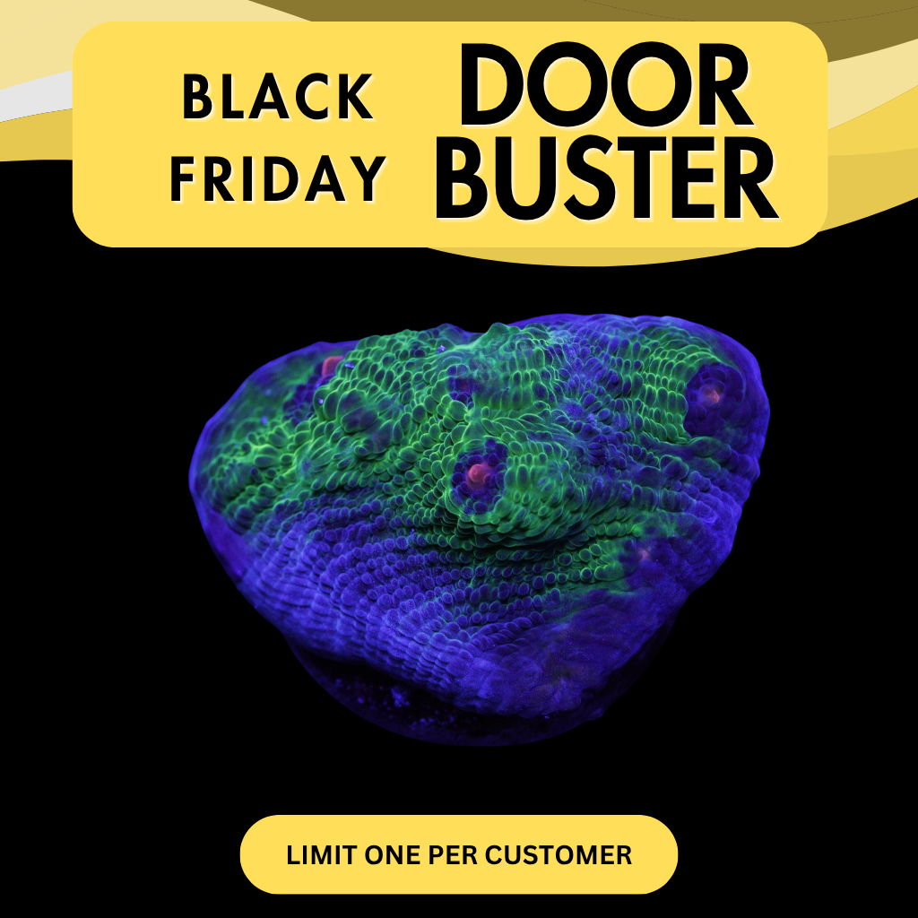 AVATAR CHALICE - DOOR BUSTER