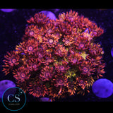 UC Amazeballs Goniopora