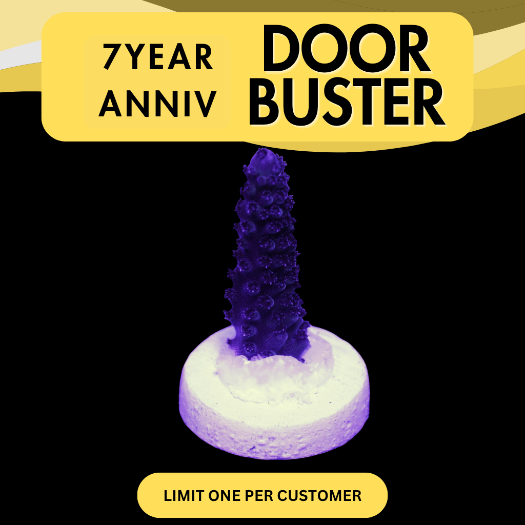 CC BLUE STAG ACRO - DOOR BUSTER
