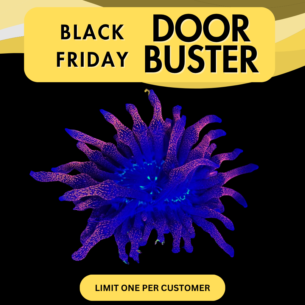 BLACK WIDOW ANEMONE - DOOR BUSTER