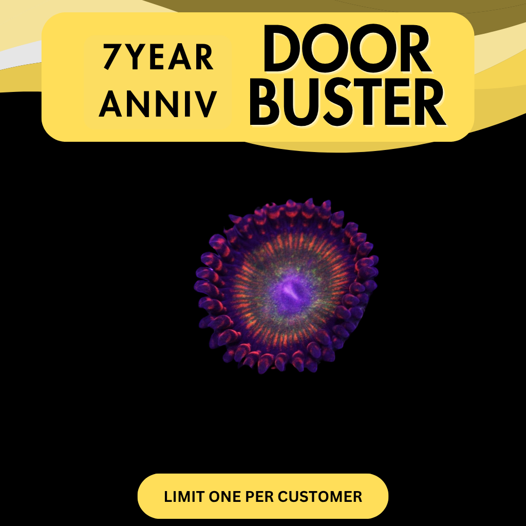 CANDY APPLE ORANGE ZOA - DOOR BUSTER