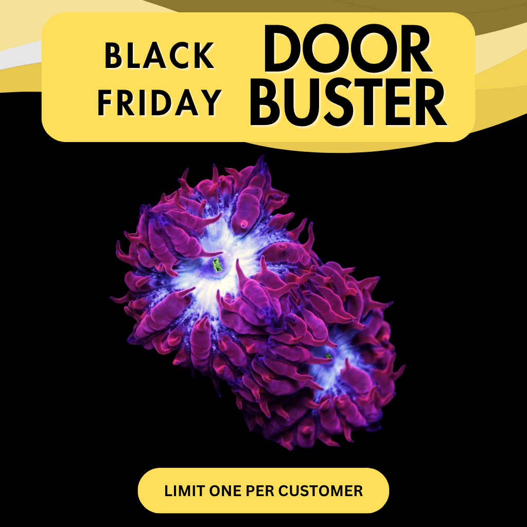 CC FIRE AND ICE BLASTO MERLETTI - DOOR BUSTER