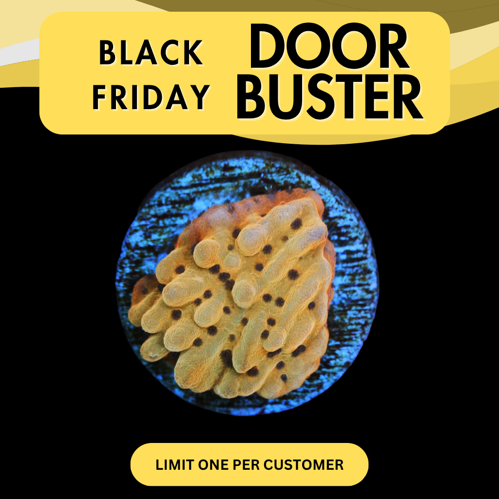 CRAZY T MONTI - DOOR BUSTER