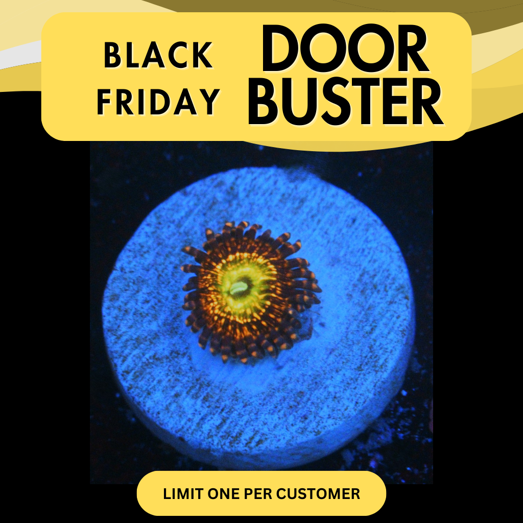 CB KRAK GOD ZOA - DOOR BUSTER