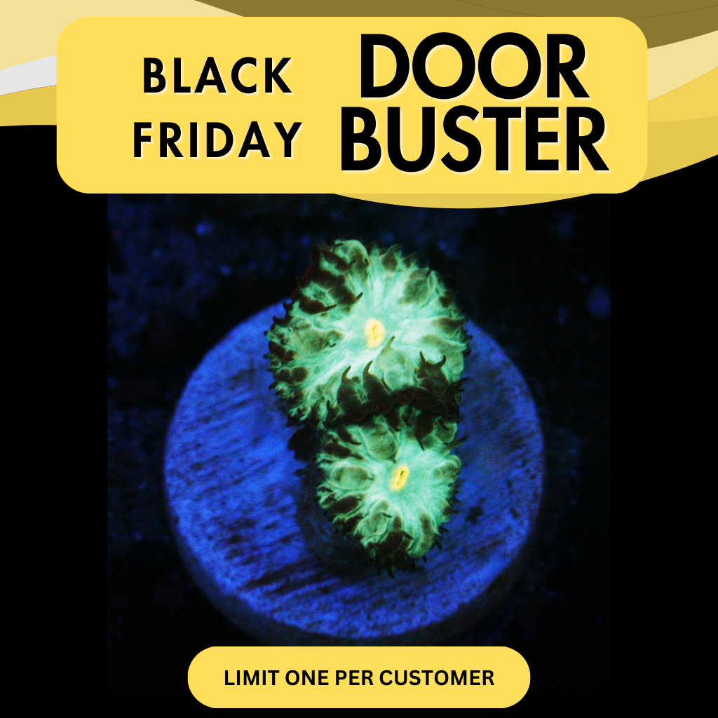 EMERALD BLASTO MERLETTI - DOOR BUSTER