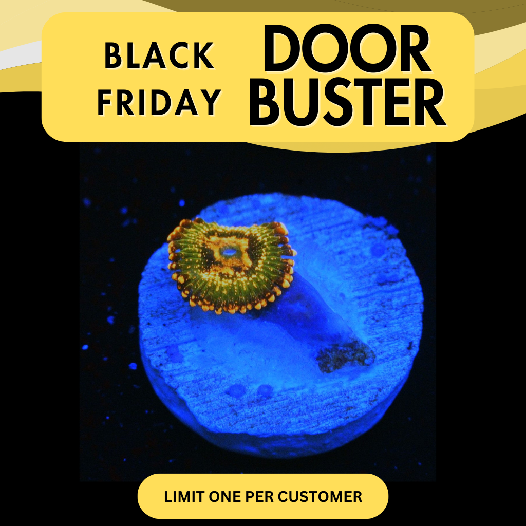 JF AZZKRAK ZOA - DOOR BUSTER