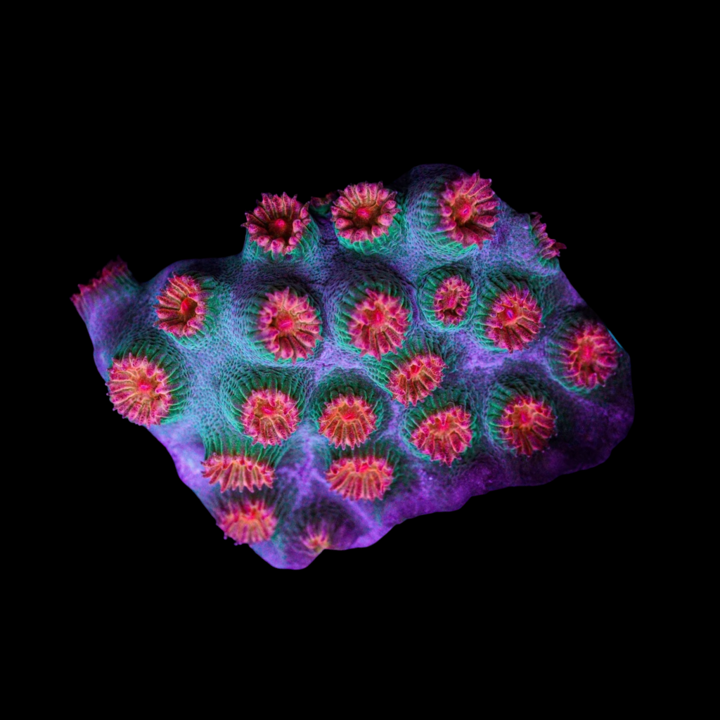 Meteor Shower Cyphastrea - Super Sale