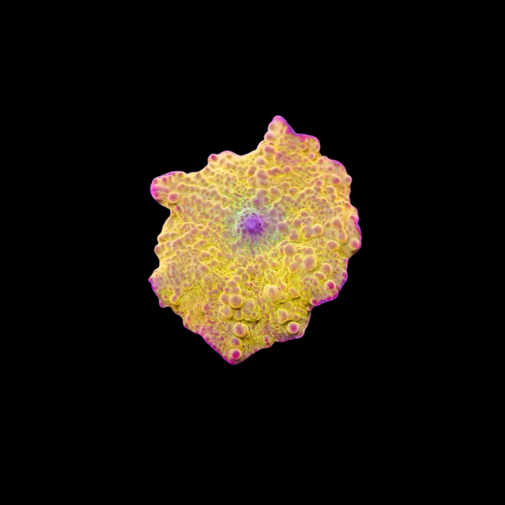 Poletti Jawbreaker Mushroom Small - Super Sale