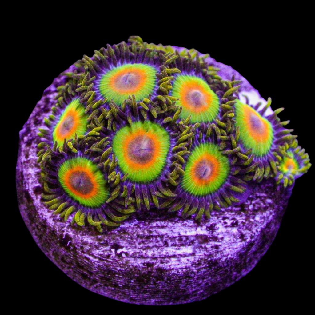 Rasta Zoanthid