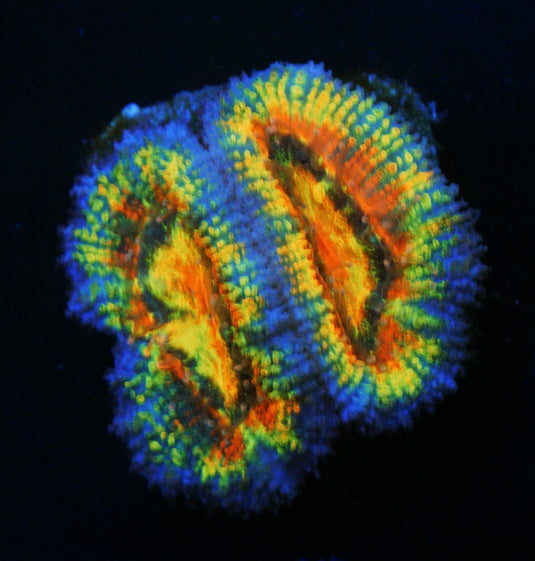 RAINBOW ACAN