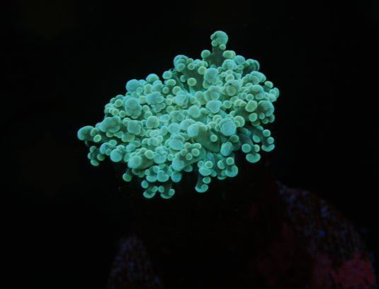 COMBAT GREEN FROGSPAWN -1.2" Plug