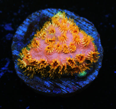 SKITTLES BOMB CYPHASTREA