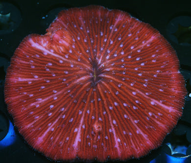 RED FUNGIA PLATE CORAL ≈2.5