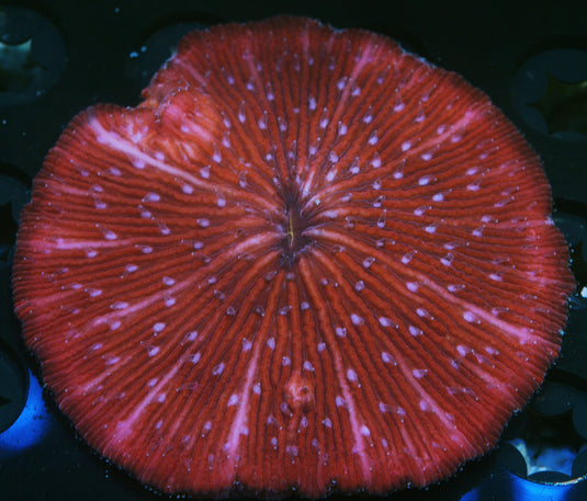 RED FUNGIA PLATE CORAL ≈2.5"