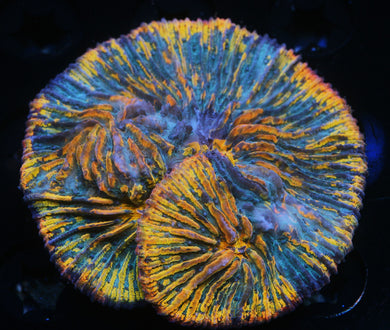 RAINBOW CYCLOCERIS PLATE CORAL ≈2