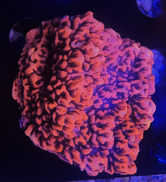 MONTIPORA COLONY ≈2.5