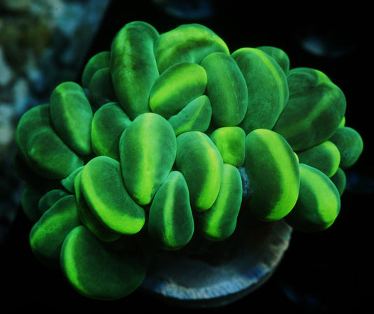 YELLOW STRIPE BUBBLE CORAL -1.2" Plug