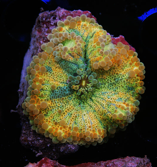 ULTRA YUMA MUSHROOM ROCK 1.5"