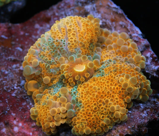 ULTRA YUMA MUSHROOM ROCK 1.25