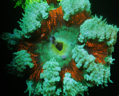 J5 GHOST OF VALENTINE ROCK FLOWER ANEMONE