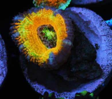 RAINBOW ACAN