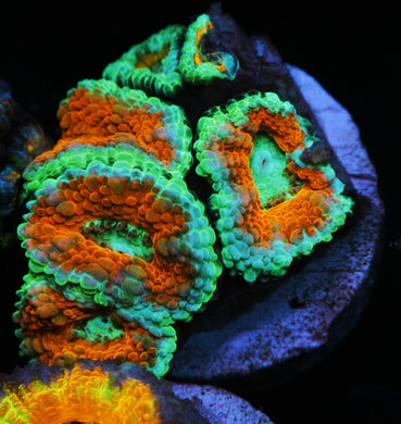 FIRE AND ICE ACAN