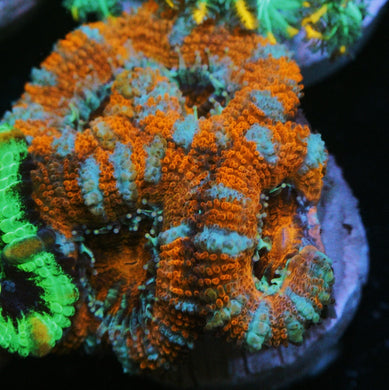 PEPPERMINT ACAN