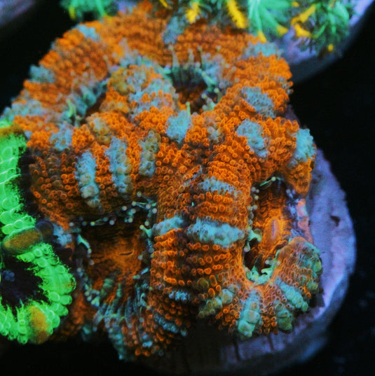 PEPPERMINT ACAN