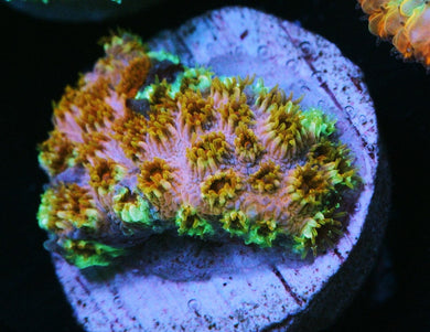 SKITTLES BOMB CYPHASTREA