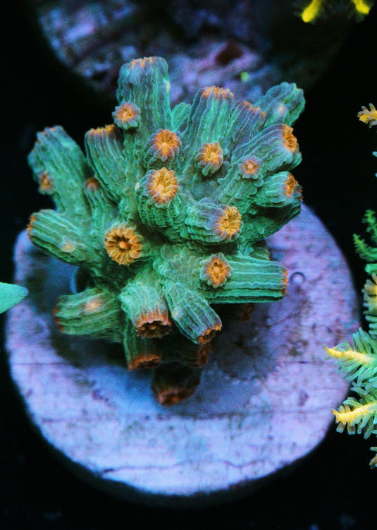 BRANCH METEOR SHOWER CYPHASTREA