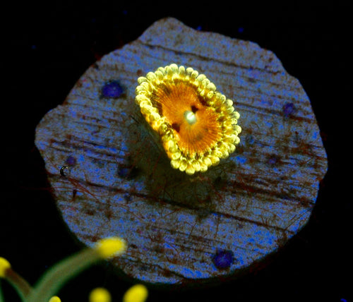 PINK DIAMOND ZOA