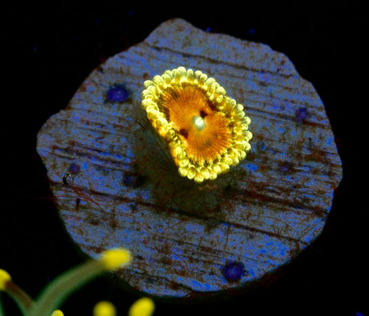 PINK DIAMOND ZOA