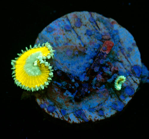 MELLOW YELLOW ZOA