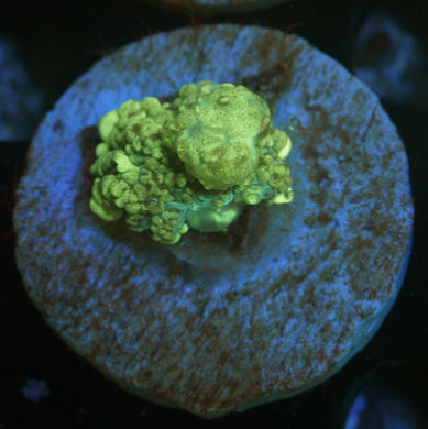 URANIUM BOUNCE MUSHROOM -1.2