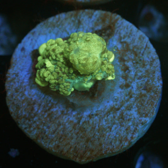 URANIUM BOUNCE MUSHROOM -1.2" Plug