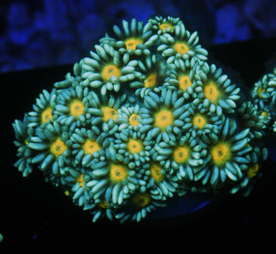 ELECTRIC DAISY GONIOPORA