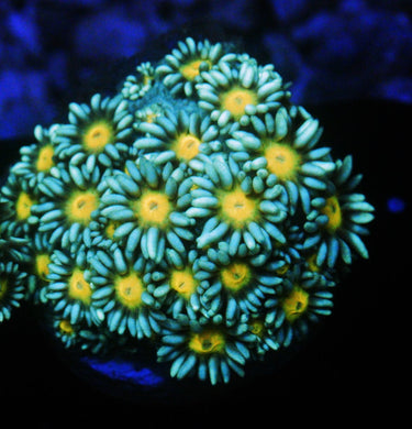 ELECTRIC DAISY GONIOPORA