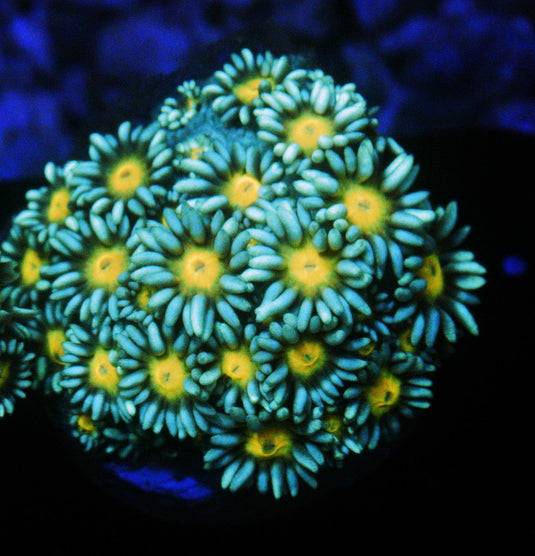 ELECTRIC DAISY GONIOPORA