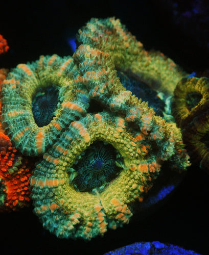 YELLOW HORNET ACAN