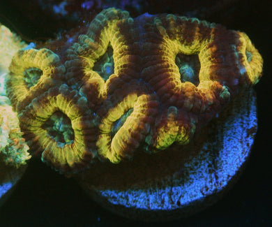 GOLDEN NUGGET ACAN