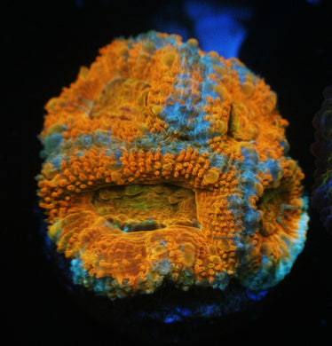 CITRUS ACAN