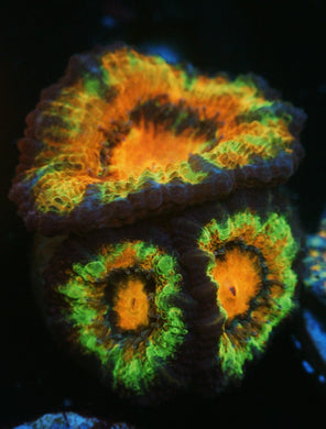 RAINBOW ACAN