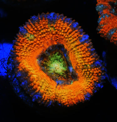 GREEN EYE RAINBOW ACAN