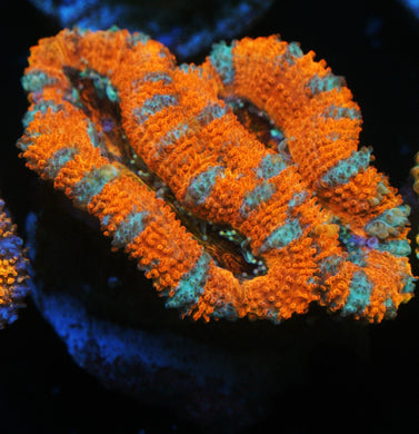 SCREWDRIVER ORANGE ACAN