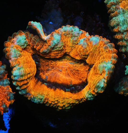 SCREWDRIVER ORANGE ACAN